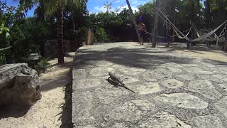 Wild Iguana!!! Xel-Ha Park Lagoon Mexico Carribean