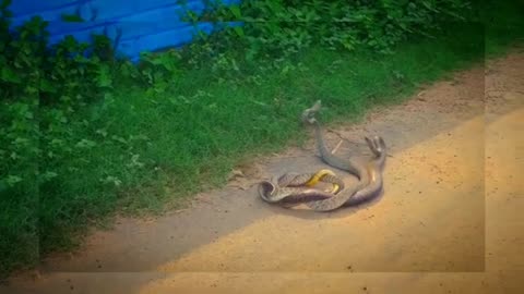 Real snake love