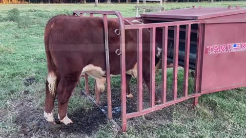 Stuck In The Creep Feeder