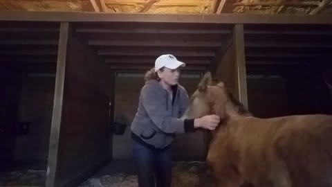Super affectionate foal wants more scratches