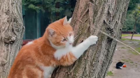cats playing in a tree,