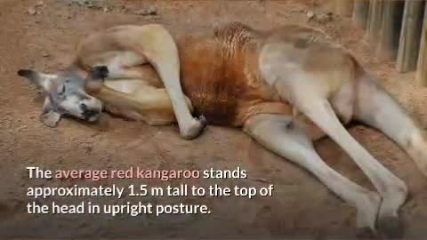 Red Kangaroo || Description, Characteristics and Facts! Super funny animal videos.