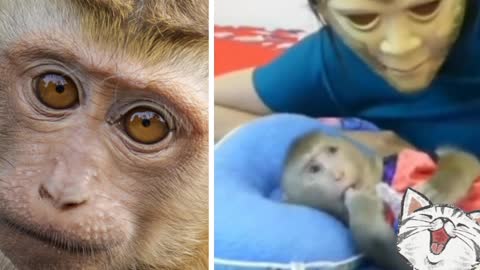 How to scare your sleeping monkey here is the way