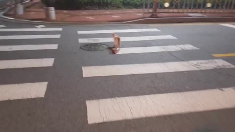 A cat using a crosswalk.