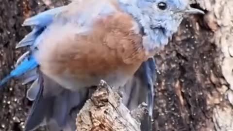 A beautiful bird is sitting in the forest | Beautifull Bird | Wildearth