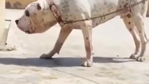 Pakistani dog🐕stile