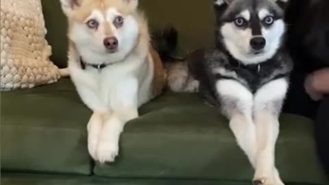 He’s A Drama King 👑 ❤️ - Funny Dogs Reaction 😂😍