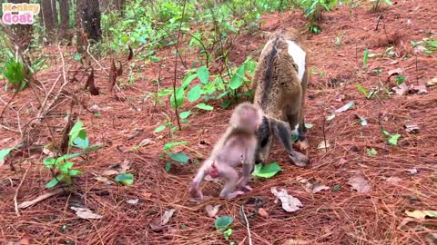 Baby Monkey Crave Milk