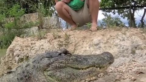 Bandit the Alligator! #shorts