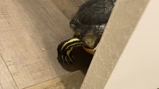 Goofy Kitty Spies on Turtle Pal