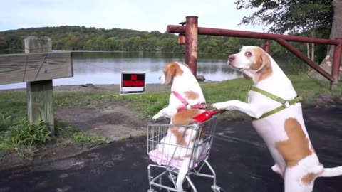 Dogs' Epic Shopping Cart Voyage: Funny Dogs Maymo & Penny