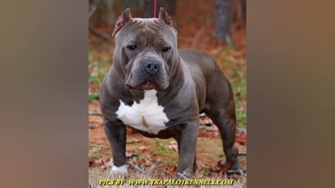 American Bully dog