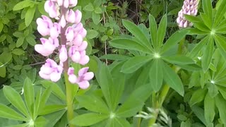 Lupins