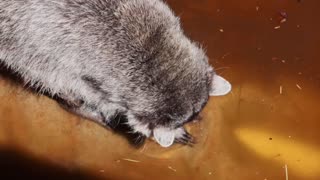 Even Raccoons wash their hands