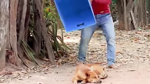 Tiger Prank to Dog & Huge Prank to Dog(funny)