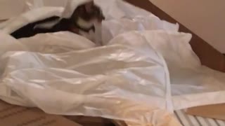 Grey cat on floor playing with plastic bags