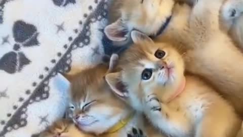 Cute Cats Funny Videos Compilation 2021