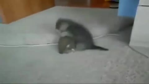 Kitten Fight with Puppy