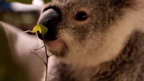 Adorable Koalas Eating Eucalyptus Leaves