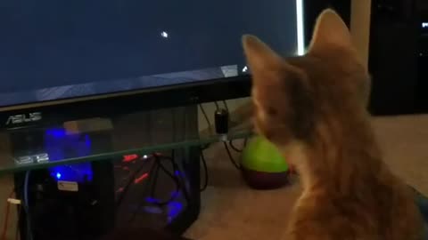 Kitten totally hypnotized by mouse pointer