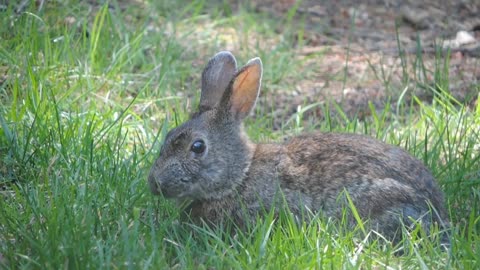 Rabbit, Rabbits, Rabbit benefits, R