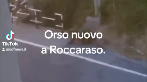 Orso per strada in Italia