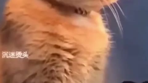 Cat Mood - Funny Cat video #Shorts