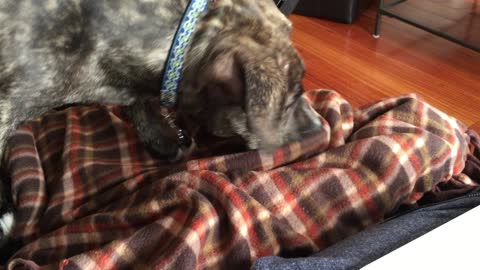 Dog attempts to bury toy in blanket