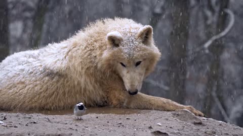 Arctic wolf and white wagtail