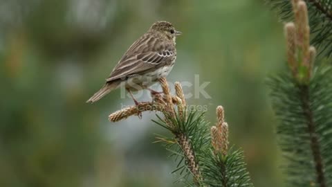 Little bird cheering