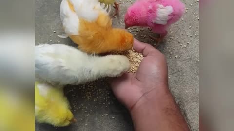 This is not a Angry Birds it's Chicken Birds
