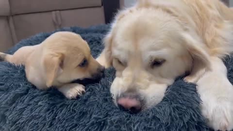 Adorable Golden Retriever Reaction to Cute Puppy