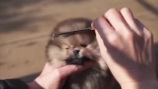 Smallest Dog - Part 7