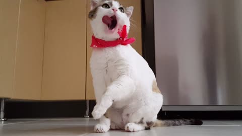Cute Cat (Wash her face)