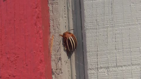230 Toussaint Wildlife - Oak Harbor Ohio - Potato Beetle