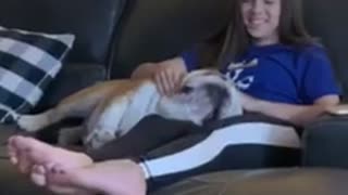 Just a Bulldog Trying to get Comfortable