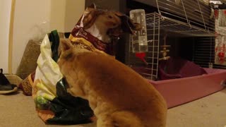 Cheeky Clever Rabbit Gets his Own Food Watch How Excited he is!!