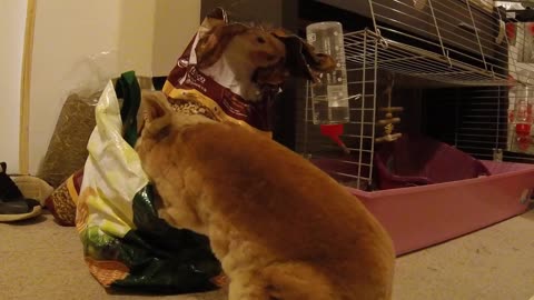 Cheeky Clever Rabbit Gets his Own Food Watch How Excited he is!!