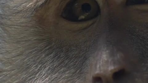 Close-up of rhesus monkey's face