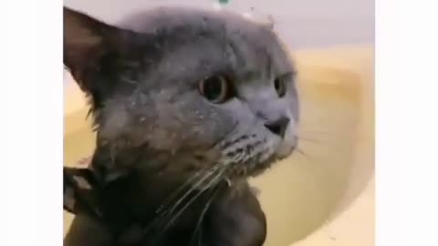 Cat in bath tap