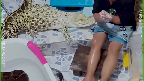 The Little Girl Taking Bath of a Crocodile Surrounded With Snakes