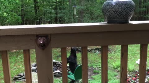 Failed bird feeder attack
