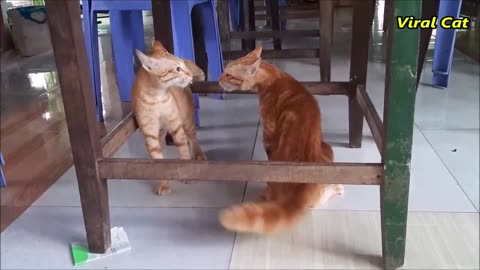 cats fighting