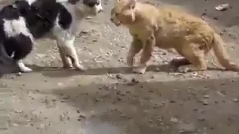 Watch cat fights .. No Retreat, No Surrender