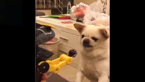 Funny pets with lovely talk & fight, watch the best funny video