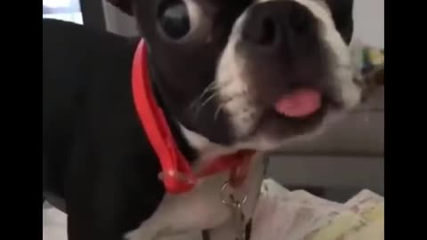 French bulldog playing with tongue