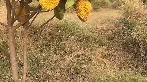 Farm Fresh Ninja Fruit Cutting Desi Satisfying Fruit Ninja Fruit Ideas | Amazing Fruits Video