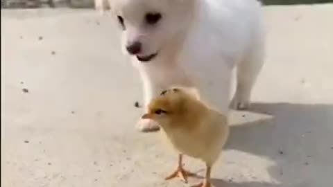 Small Puppy Play with Baby Chicken part 1