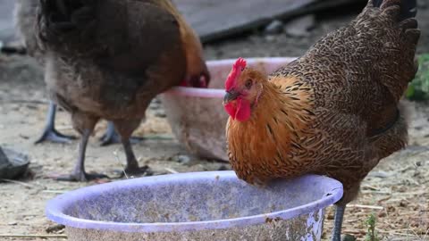 Free range chickens are walking in the yard