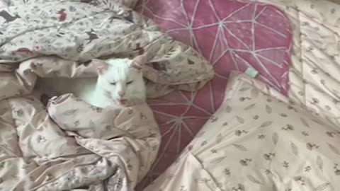 A white cat that is good to sleep no matter who comes